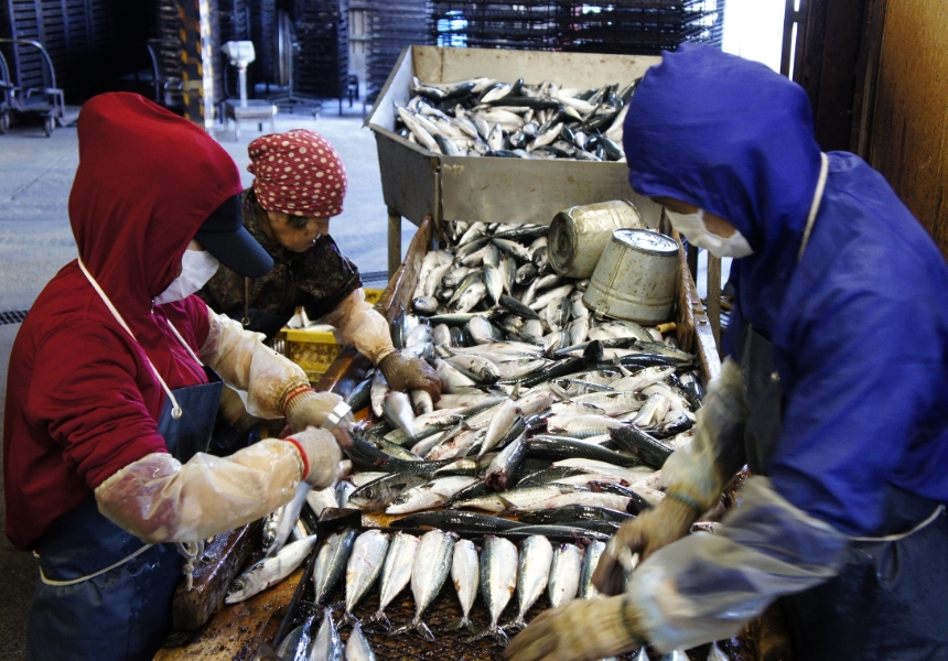 生処理・頭部内臓除去