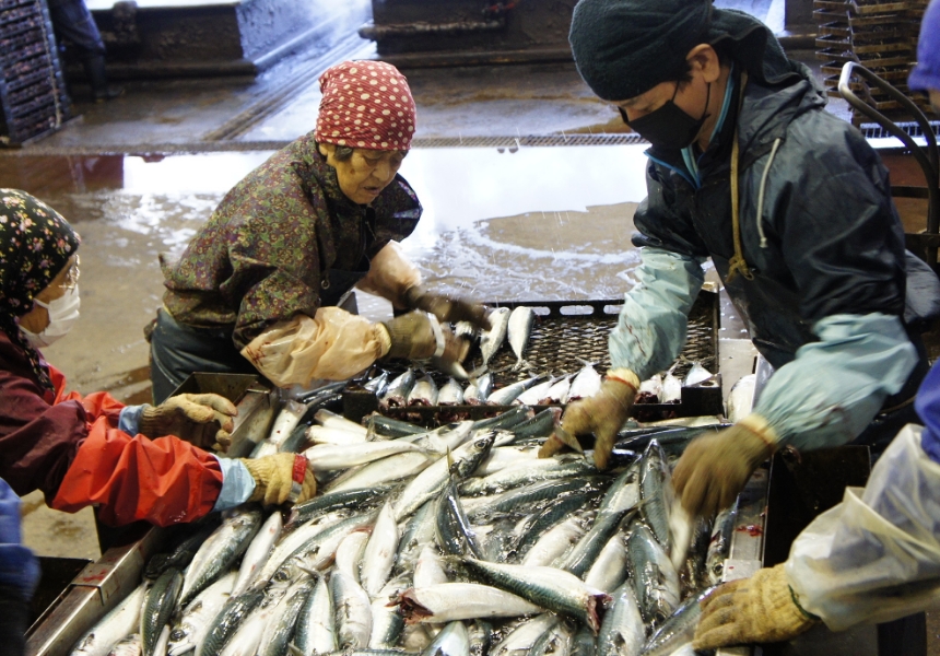 生処理・頭部内臓除去