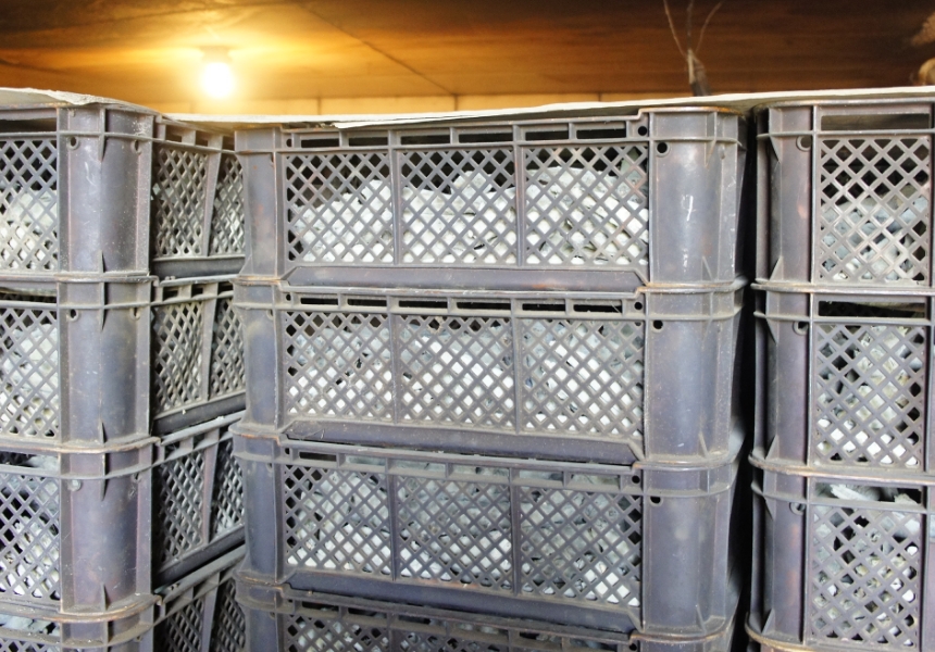 カビ付け・選別