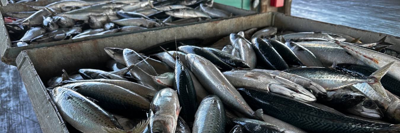 水揚げされた魚